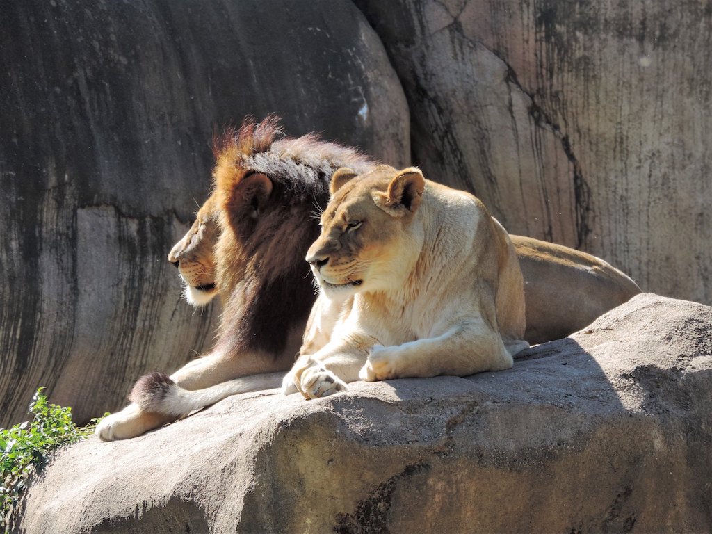 10 Things to Know About Peoria Zoo LaptrinhX / News