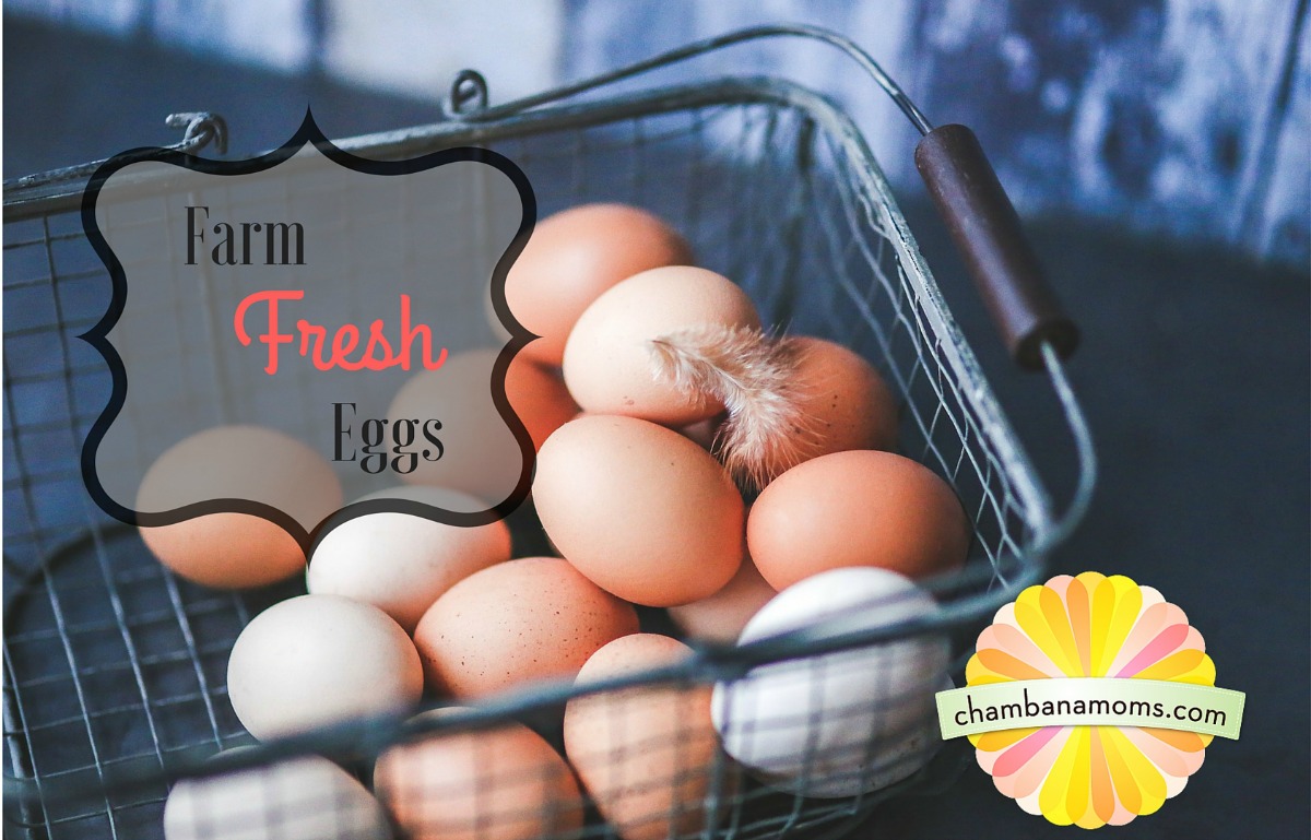 Farm Fresh Eggs in Champaign Urbana: Where To Find ChambanaMoms com