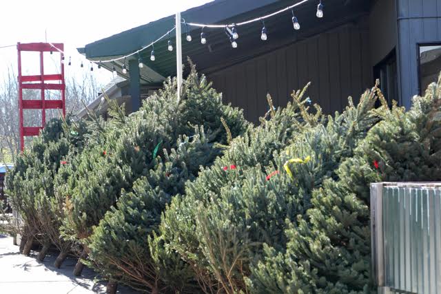 Where To Buy A Live Christmas Tree In Champaign Urbana