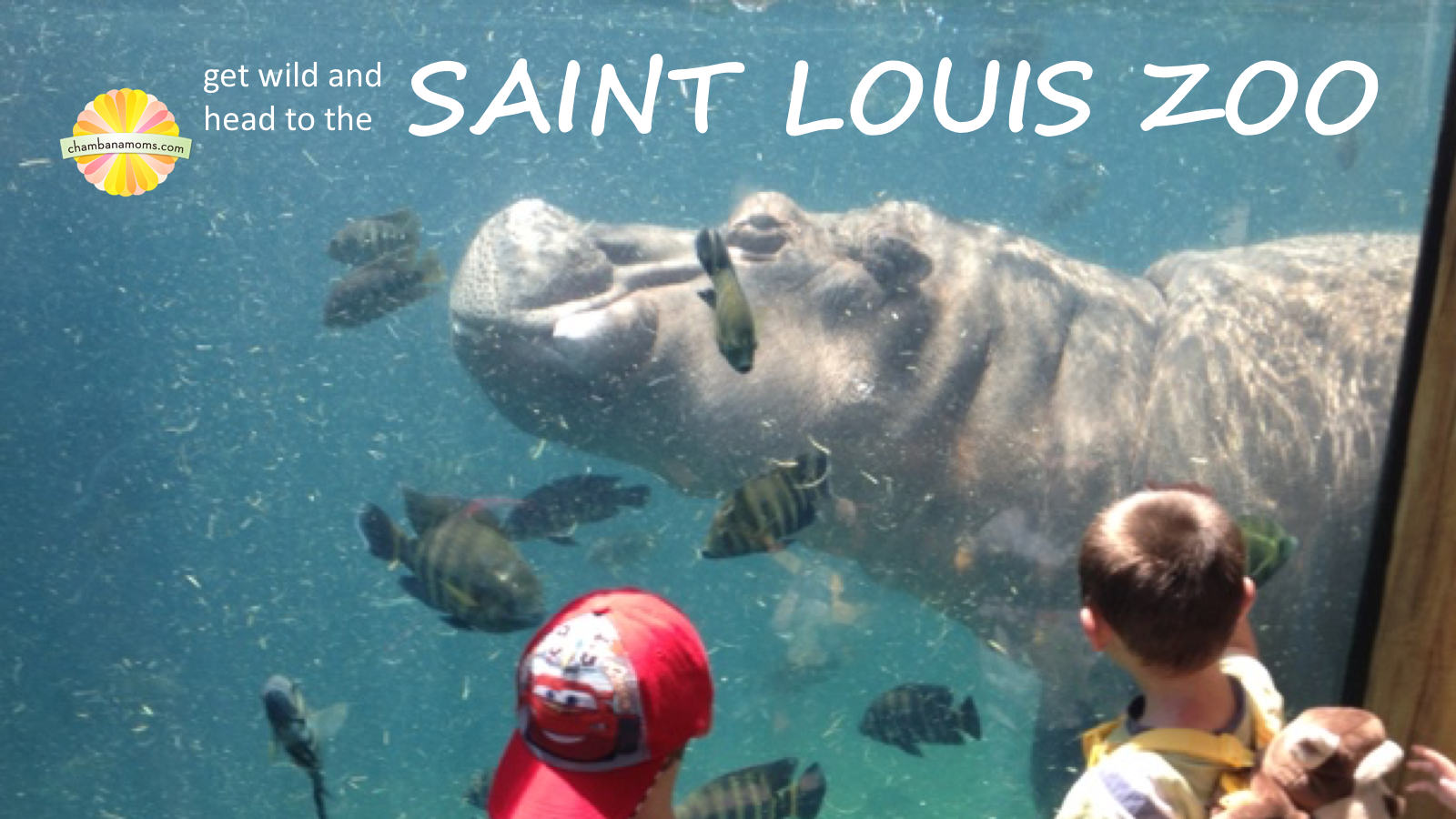 Frugal Family Fun: Get Wild and Head to the Saint Louis Zoo | 0